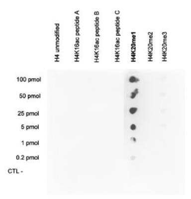 Dot Blot: Histone H4 [Methyl Lys20] Antibody [NBP2-59247] - To check the specificity of the antibody against H4K20me1, a Dot Blot was performed with peptides containing other modifications of histone H4 or the unmodified sequence. Other histone modifications include mono- and dimethylation of the same lysine and acetylation of the nearby lysine 16. To determine the cross reactivity, 0.2 to 100 pmol of peptides were spotted on a membrane. Three different peptides for H4K16ac were used. The antibody was used at a dilution of 1:20,000. Figure 3 shows a high specificity of the antibody for the modification of interest.